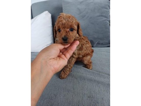 Show kalite tea cup kore poodle yavrularımız