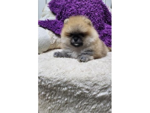 Orjinal ırkının en iyisi muhteşem kürk yapısı pomeranian