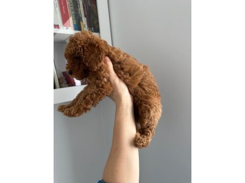 Yeni yıl şekerleri poodle köpekler sizler için hazır