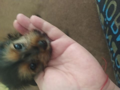 Dişi yorkshire terrier yavrumuz için yuva arıyoruz