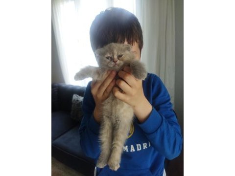 2 aylık yavrularımıza son iki adet dişi aile arıyoruz kedime