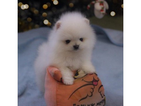 Pomeranian boo teddy bear ayıcık surat yavrularımız