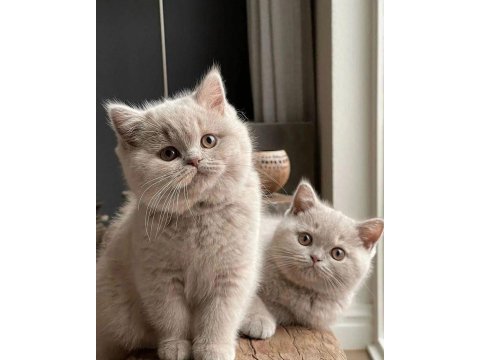 British shorthair yavrular ve farklı tür bebekler