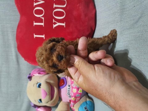 Kaliteli ve sağlık garantili poodle yavrular