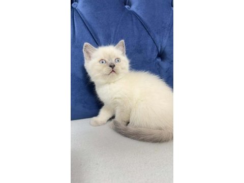 2 aylık erkek kedimiz oğlumuz blue point