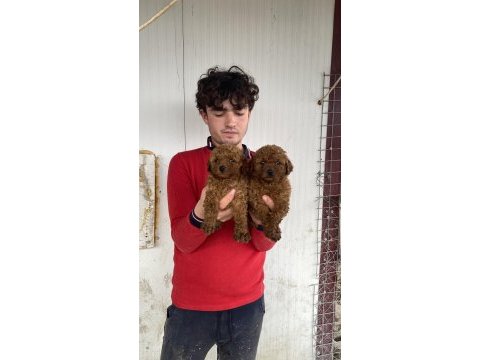 Üst kalite orjinal toy poodle yavruları