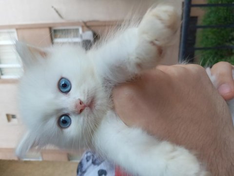 British longhair
