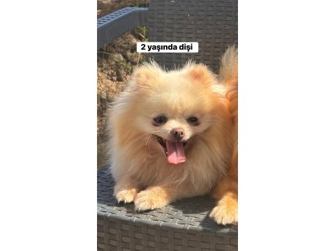 Dişi 2 yaşında pomeranian