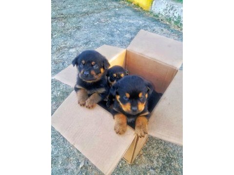 Orijinal safkan rottweiler yavruları