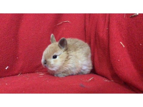 Hollanda lop ve cüce yavrular istanbul