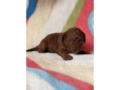Red brown toy poodle yavrular