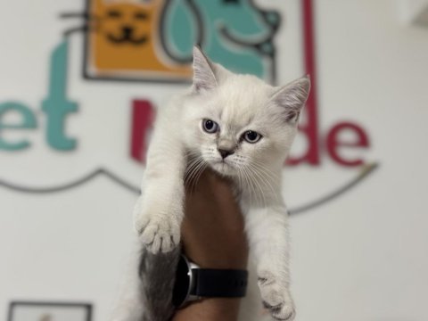En güzel british shorthair ve scottish fold yavrularımız