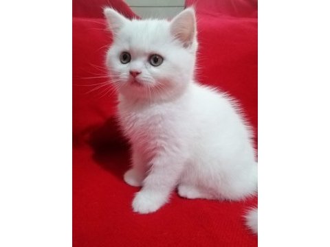 Son kalan dişi oyuncu bebeğim british shorthair