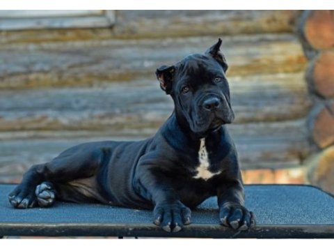 Çiftliğin efsane cane corso yavruları kapıda ödemeli