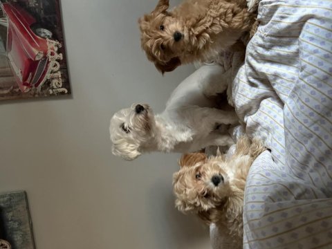 2.5 aylık maltipoo dişi yavrum efsane kızıl renk