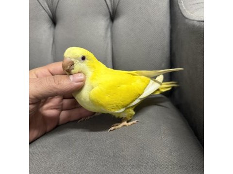 Bebek monk papağanı mutasyon sarı