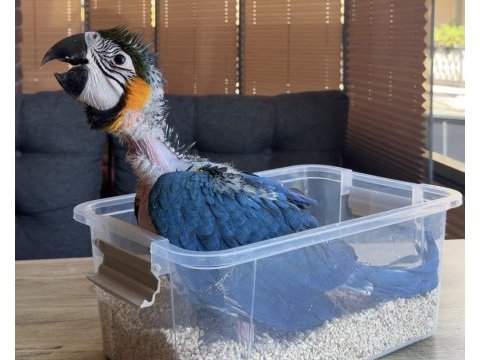 Yasal belgeli bebek yavru sarılacivert macaw papağanı