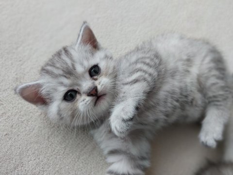 British shorthair cinsi yavrularımız yeni evlerini arıyor