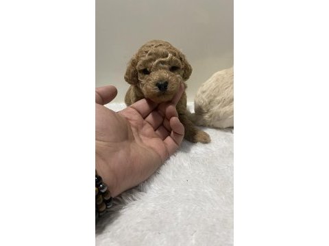 Apricot renk dişi erkek tam toy poodle yavrular