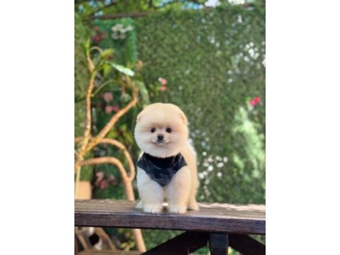 Üst kalite pomeranian boo