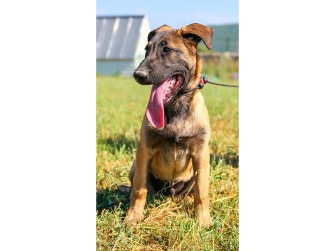 Belçika malinois efsane yavrular