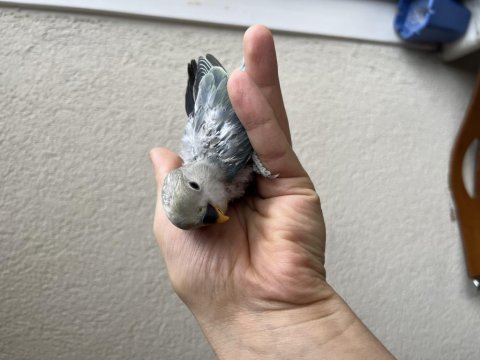 Yeni yeme düşen sevda papağanımız