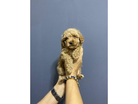 Toy poodle kardeşler