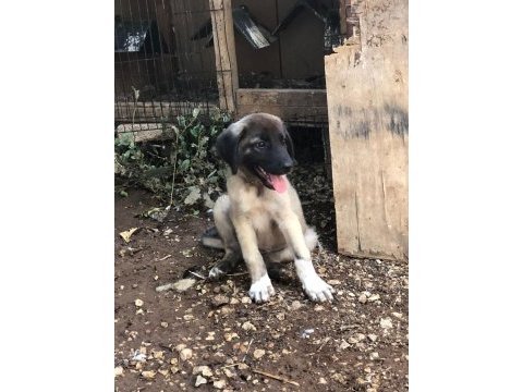 Kara kırçıl kangal erkek yavru balbazar