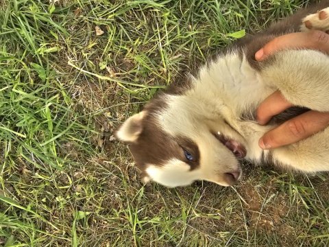 Sibirya kurdu erkek yavru köpek