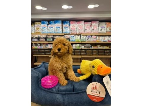Orj. babyface poodle bebeklerimiz