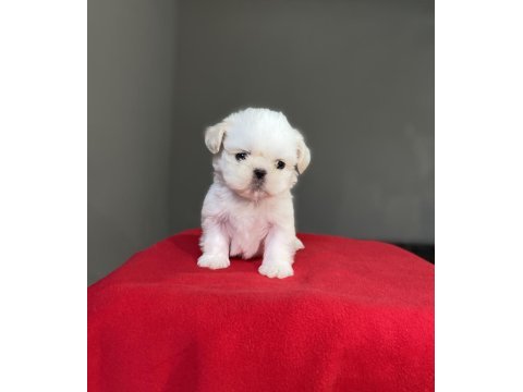 Shih-tzu (şitsu) yavrularımız yeni ailesini bekliyor