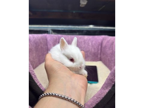 Cüce netherland dwarf tavşanlar