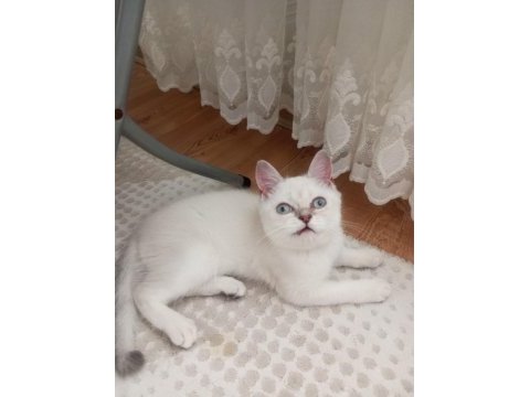 Pamuk minnak oyuncu british shorthair