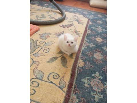 50 günlük british shorthair