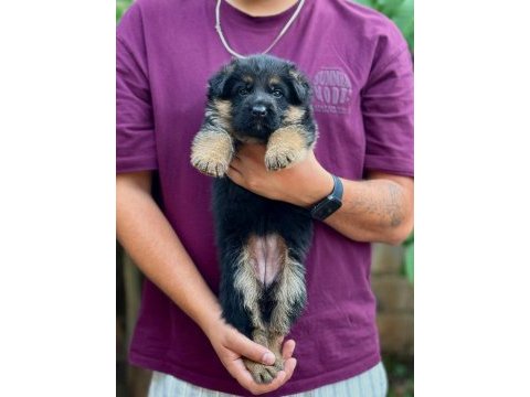 A kalite alman çoban köpeği yavruları
