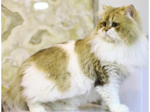 Ücretsiz kısır british longhair