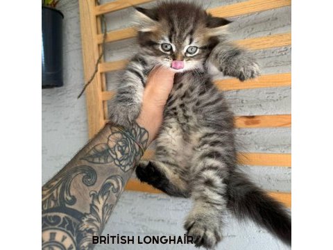British longhair dişi iki aylık