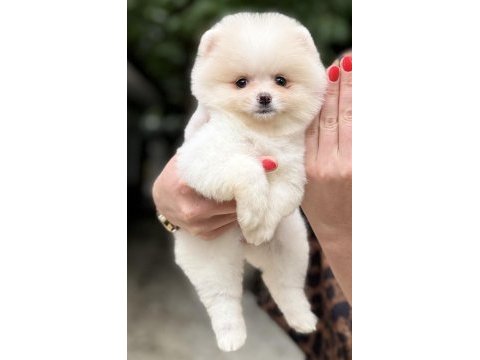 Dişi pomeranian boo