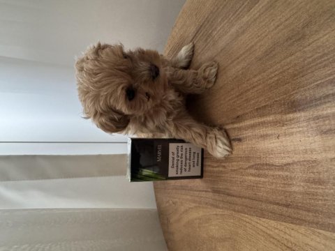 Teacup maltipoo bebek