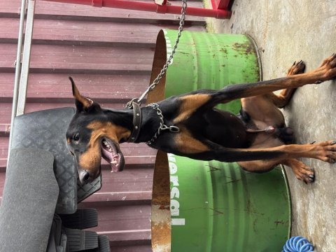Erkek 8 aylık doberman
