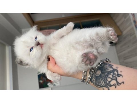 Eskişehir tepebaşından british longhair