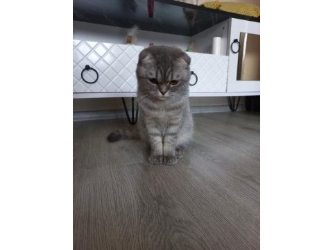 7 aylık dişi scottish fold