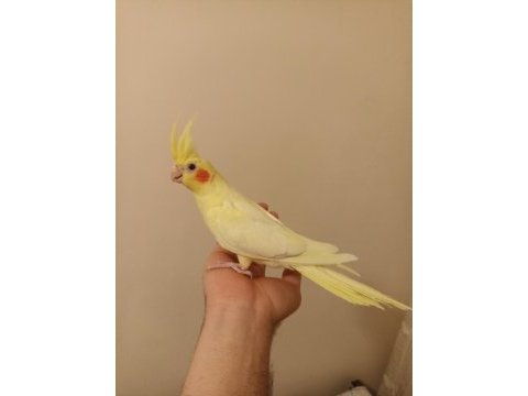 3 aylık ele alışkın yavru sultan papağanı