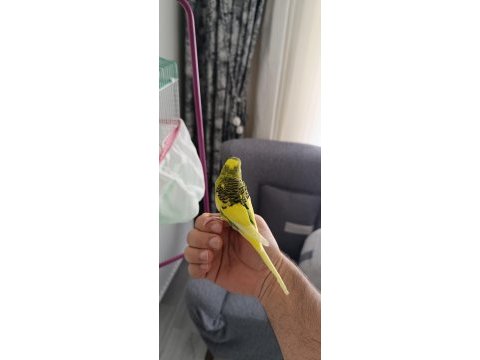 Yavru ele alışkın erkek muhabbet kuşu