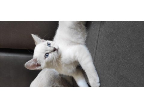 Evin neşesi british shorthair