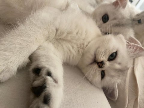 Scottish fold british straight
