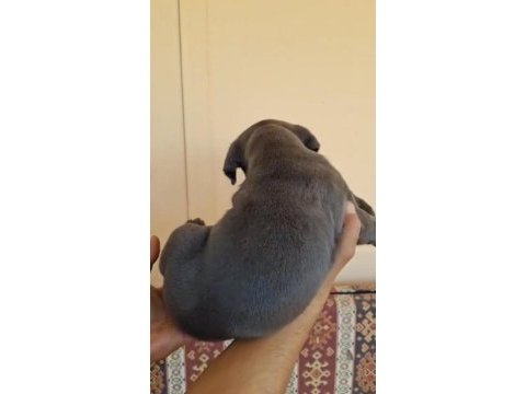 Orjinal cane corso