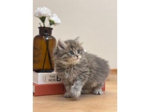 2 aylık 17 adet sağlık garantili british longhair yavrular