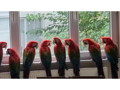 Belgeli kırmızı ara macaw