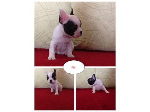 Saf french bulldog 67 günlük